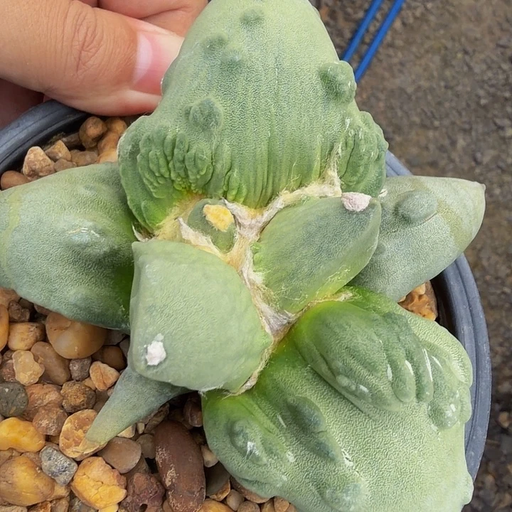 巨无霸外星血怒千里马苗