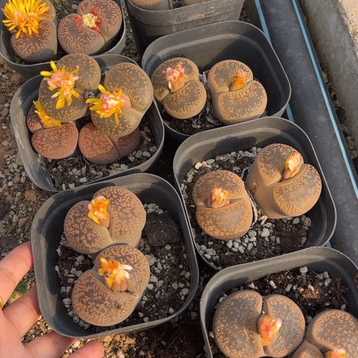 双头日轮888888888