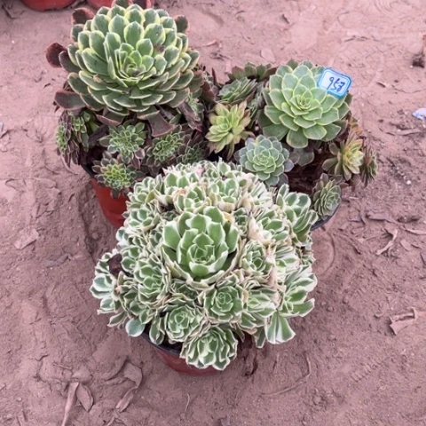 958多肉植物组合，
