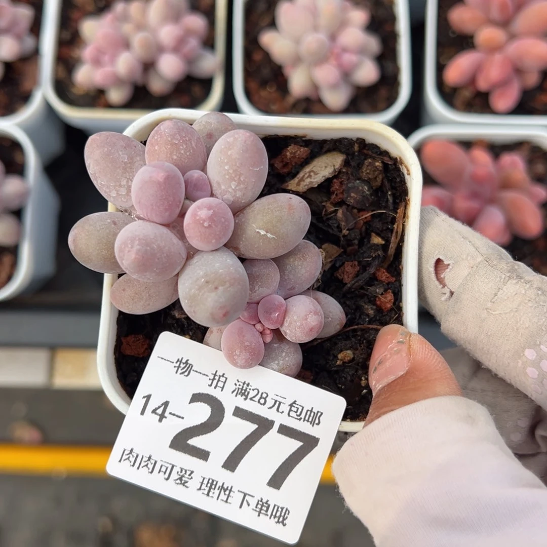 马**.汤圆多肉多肉多肉多肉