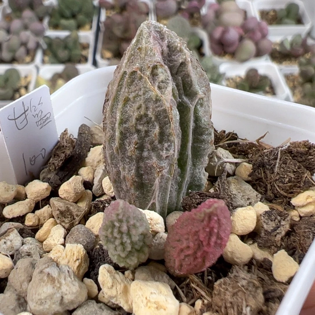 w甘蓝多肉植物水泡