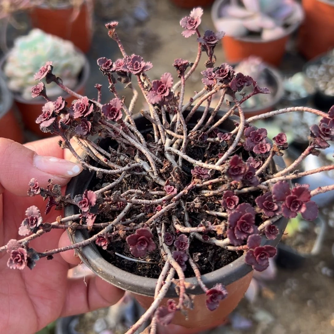 多肉植物小球玫瑰