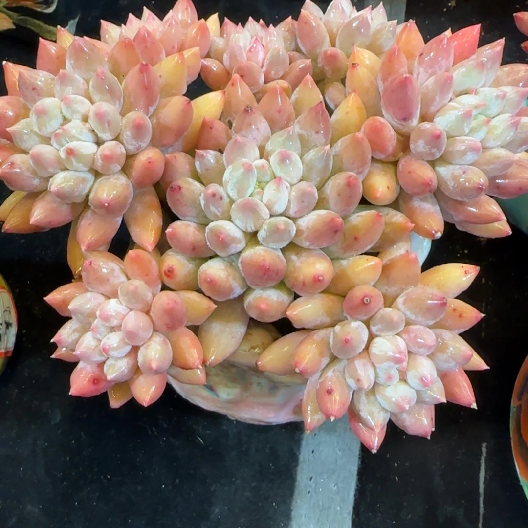 所罗门一颗平头群生