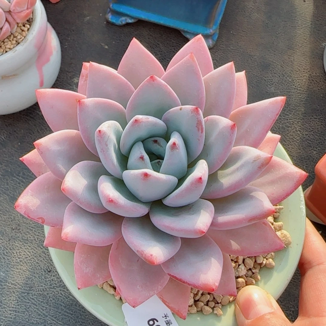 长杆星星雪，6019多肉植物
