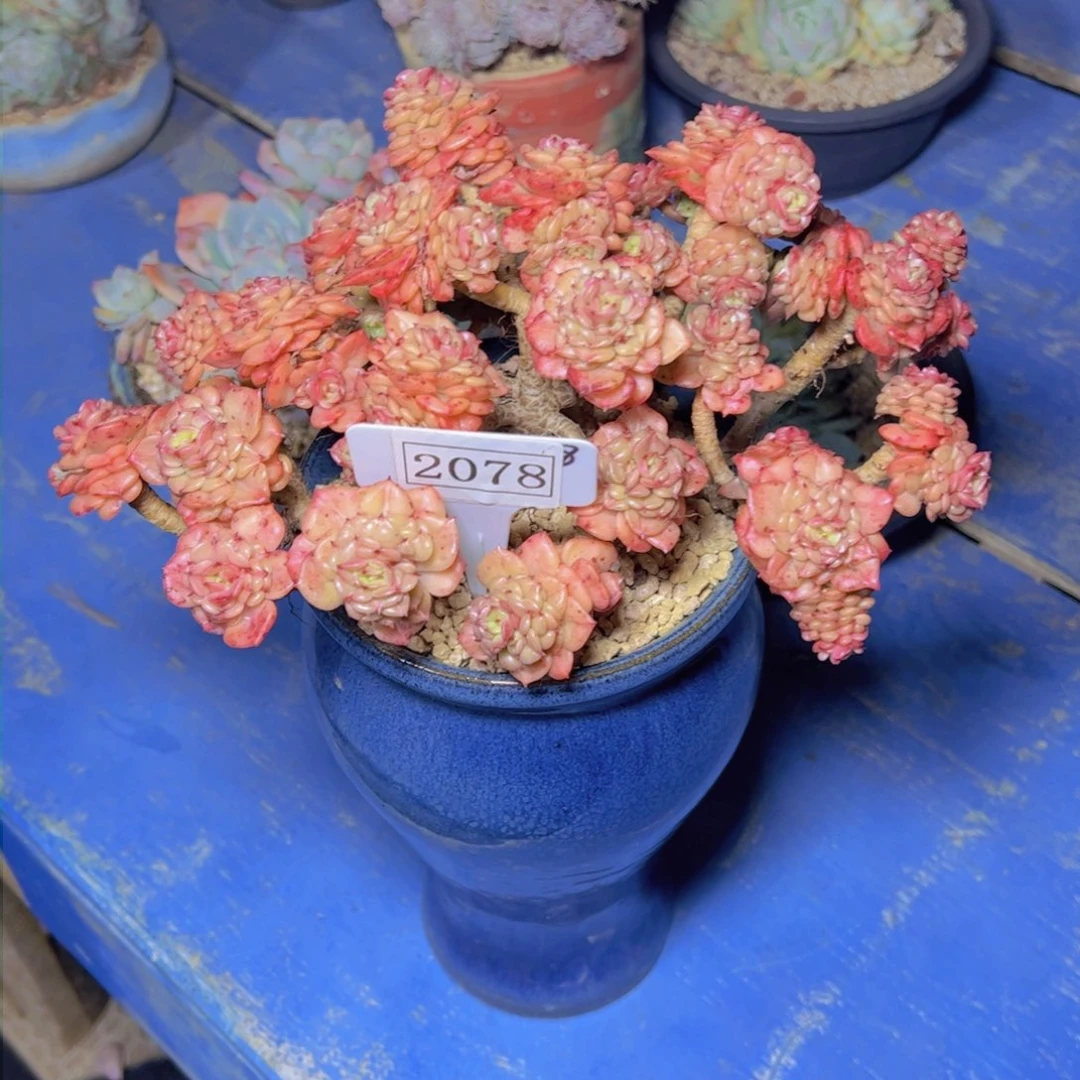 华*蜡牡丹2078多肉植物