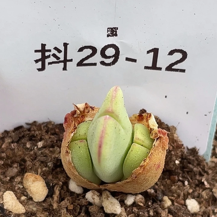 29-12毛将苗多肉植物