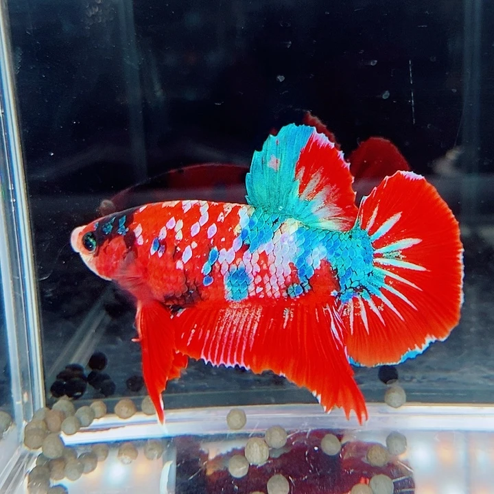 斗鱼黑58号巨斗将军