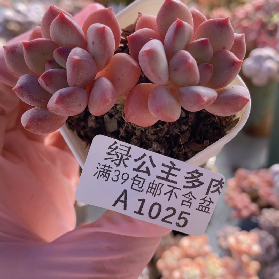 雨露5cm1025多肉酱