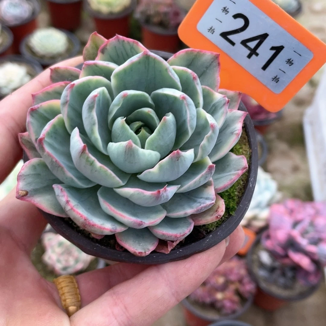 【闪购商品】果*橙241号