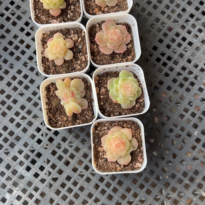 木***子木子专拍链接啊啊啊啊啊