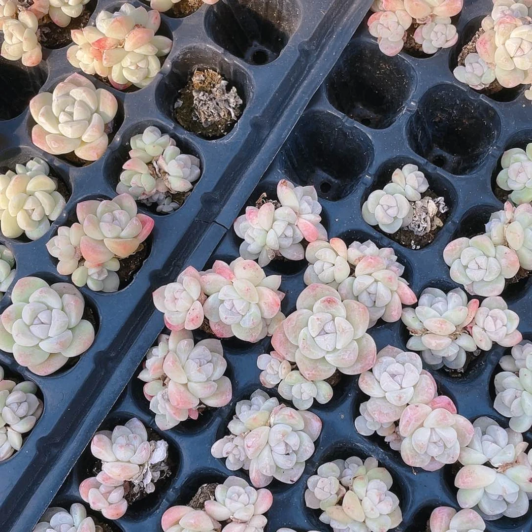 四头白体冰玉不包整穴一个满25包邮