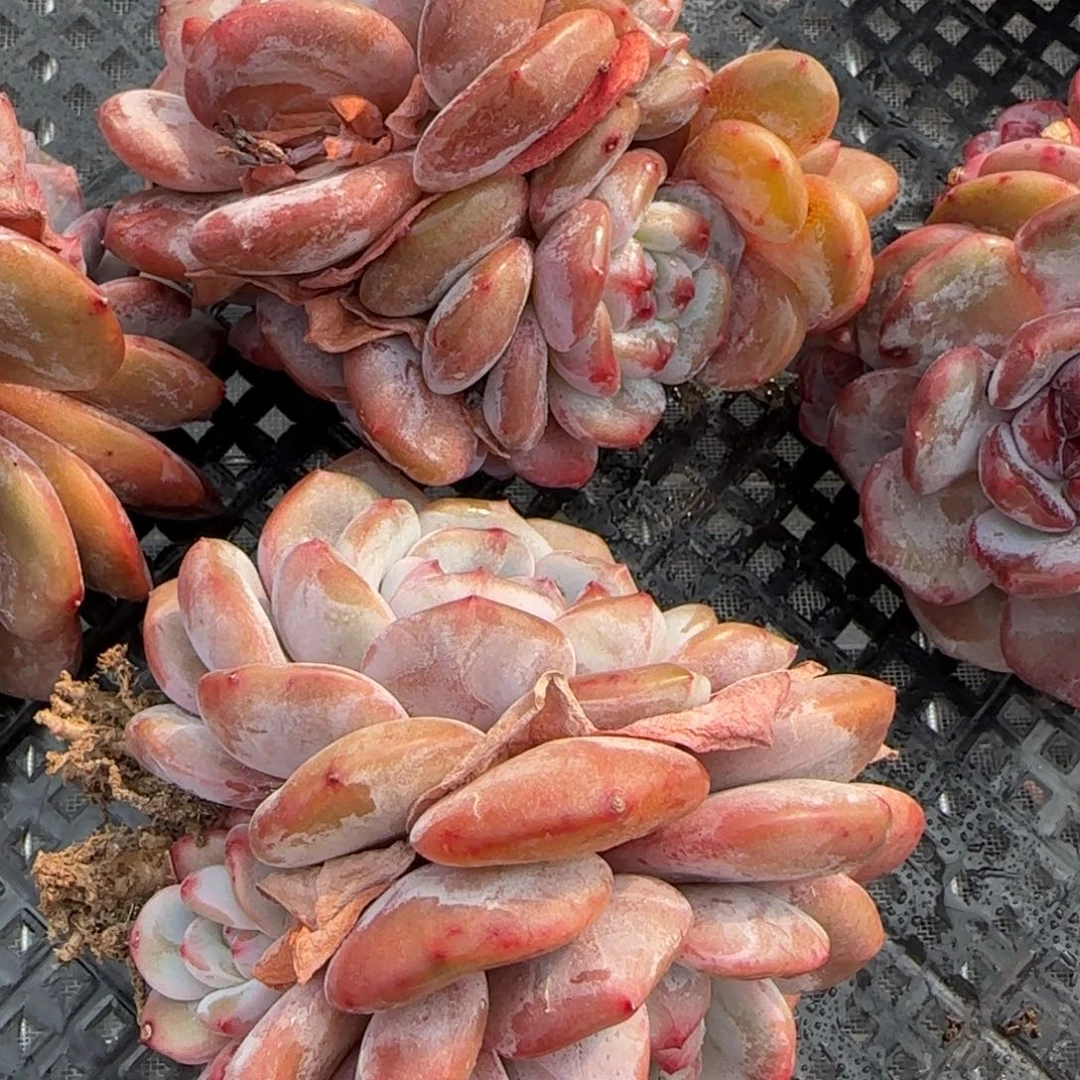 从前慢花园多肉精选石榴籽星影