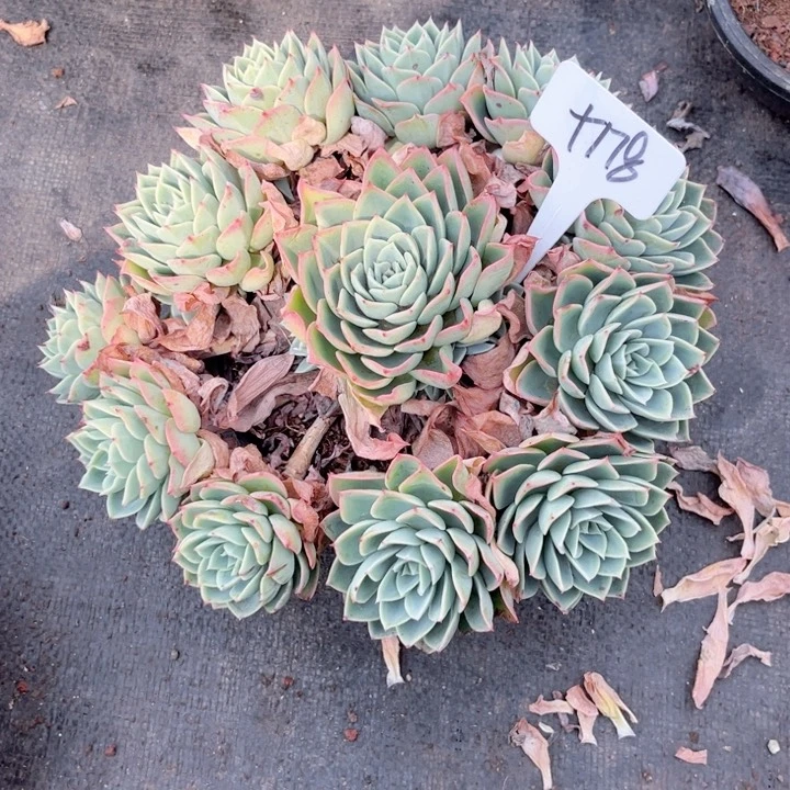 多肉植物9.9包邮