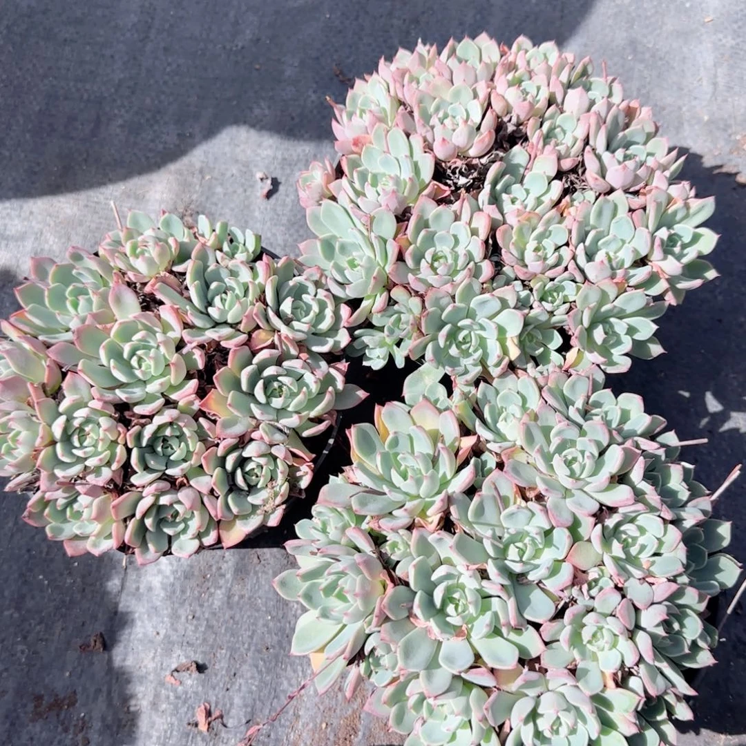 无花朵娜娜小勾老桩