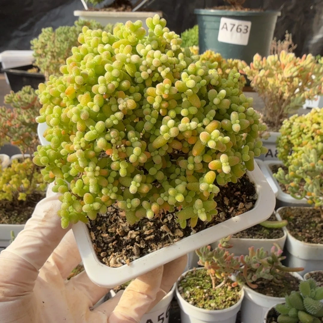 张***rA878金桔糖球枝干