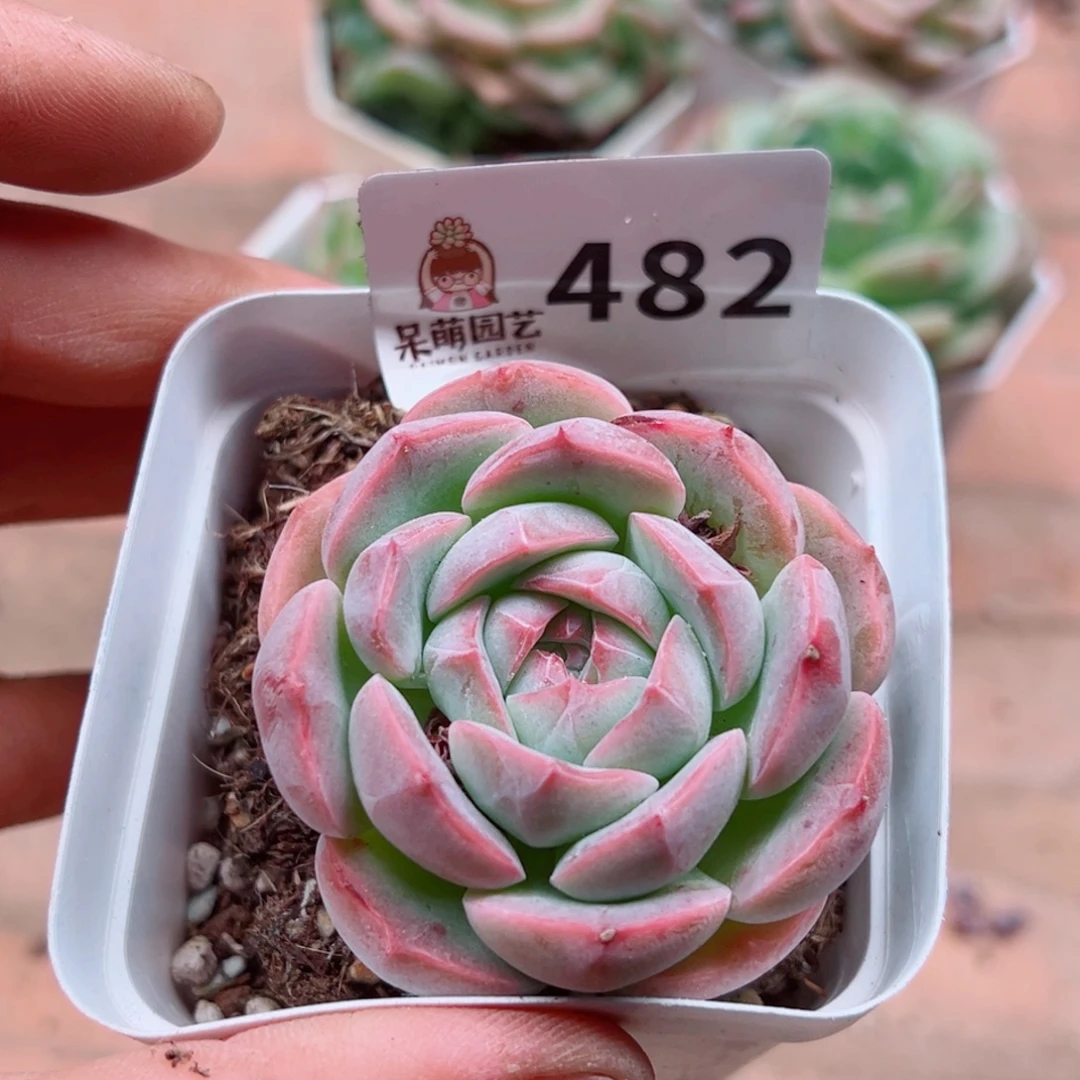 多肉植物多肉植物
