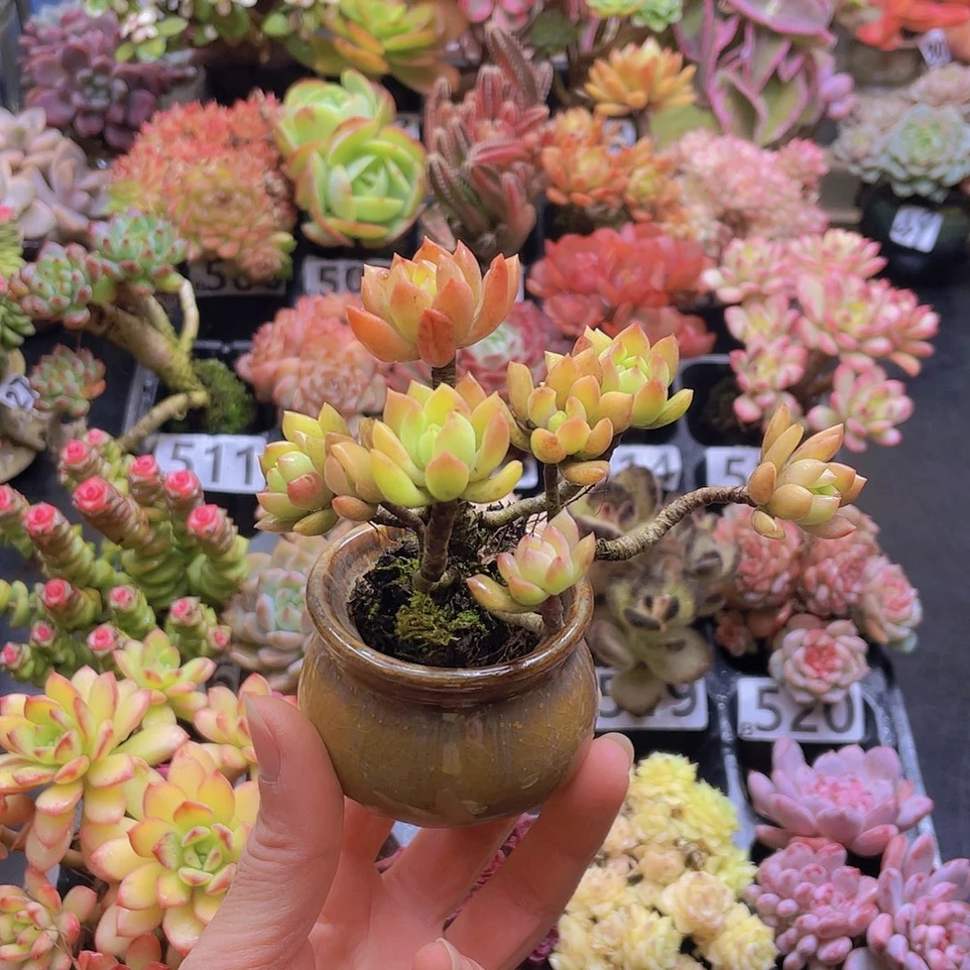 肥****花钱花钱花钱花钱花钱