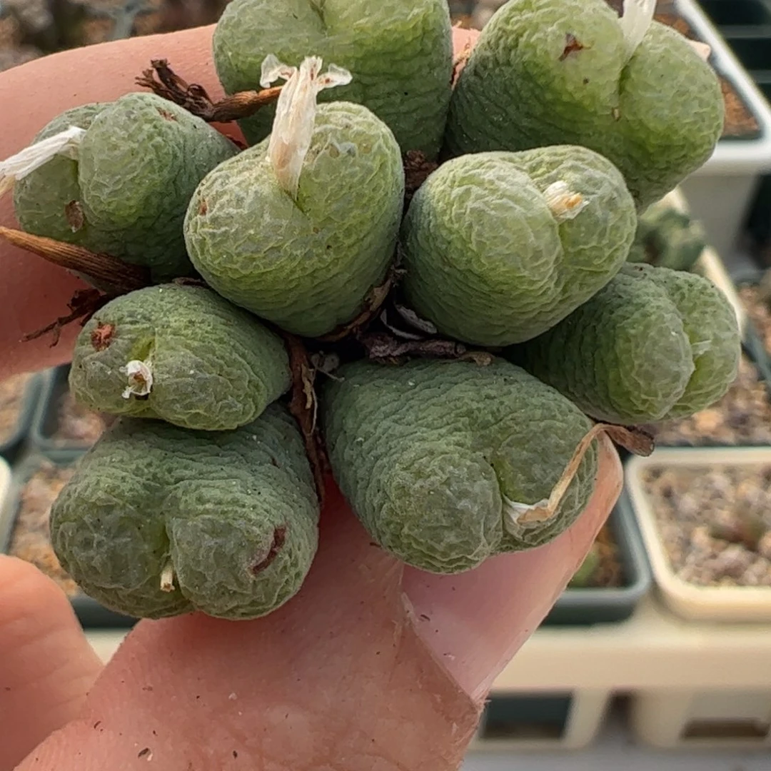 79 好看的肉锥冲冲冲