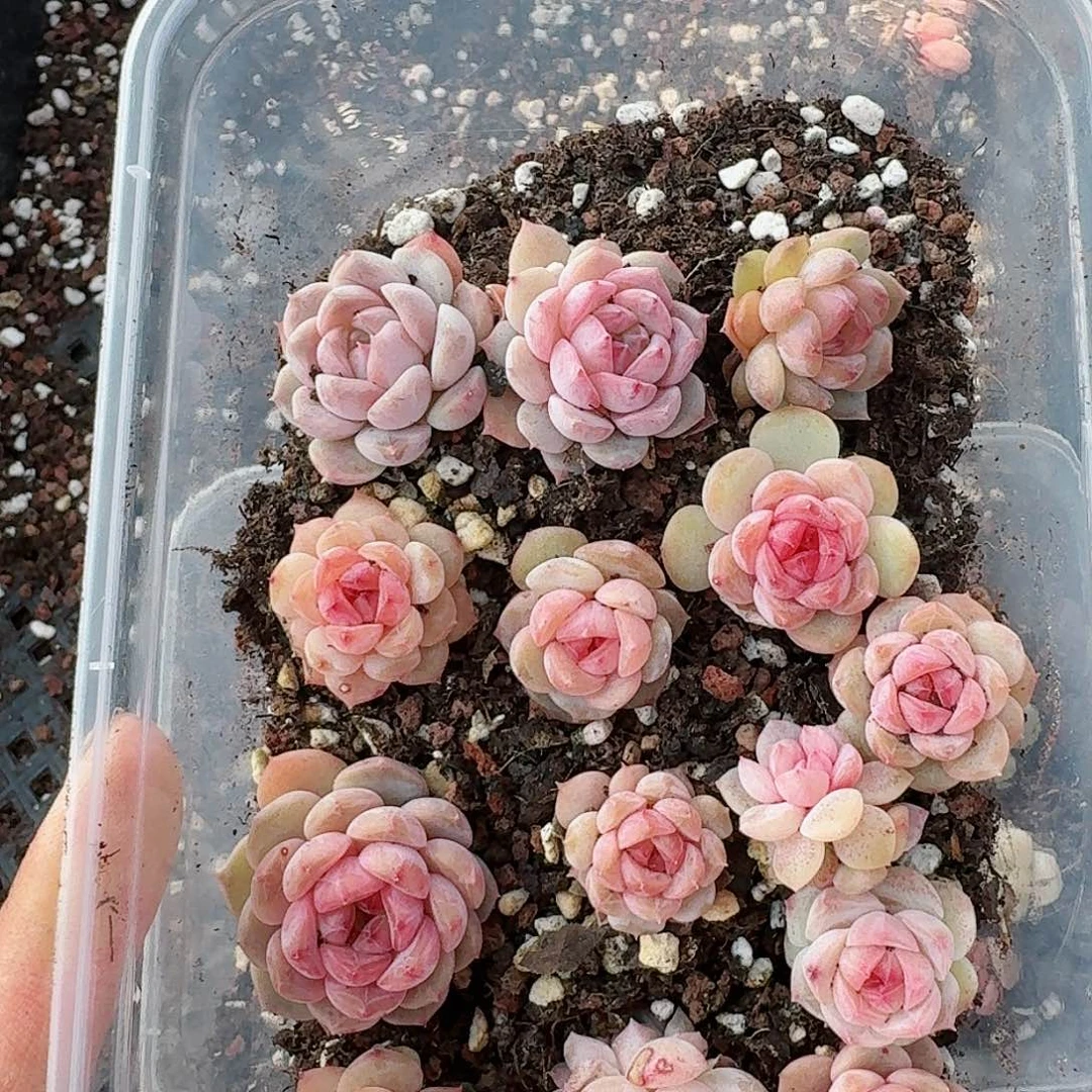 樱***?杂交新品珍妮多肉271