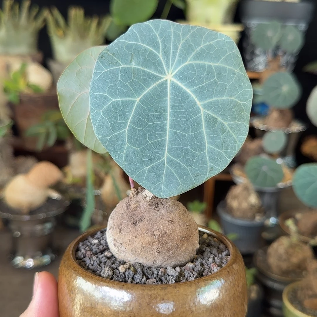 一物一拍老家一叶龟02