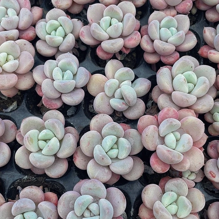 小花瓣路1元带土发