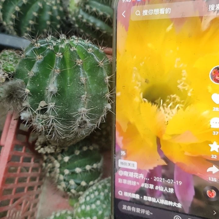 仙人球绣球带根球