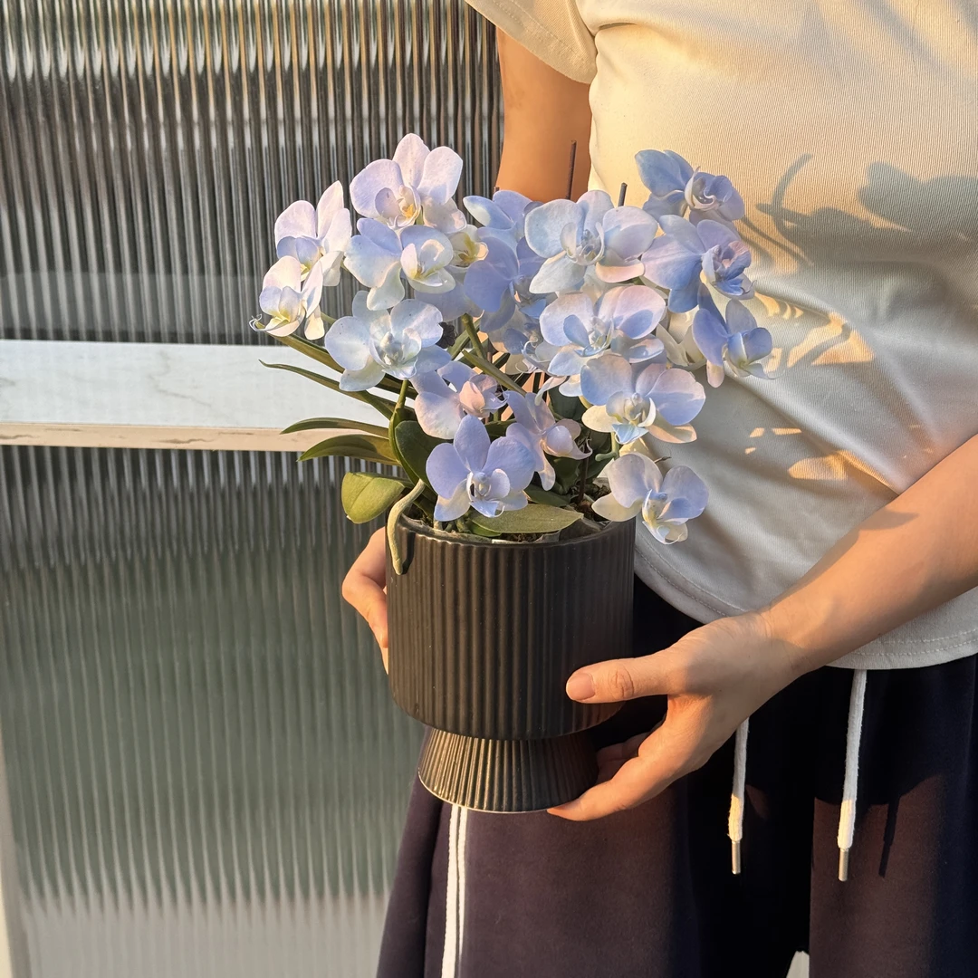 【蓝精灵--组盆】鲜花蝴蝶兰 工艺喷染花卉 开花株 室内客厅花卉
