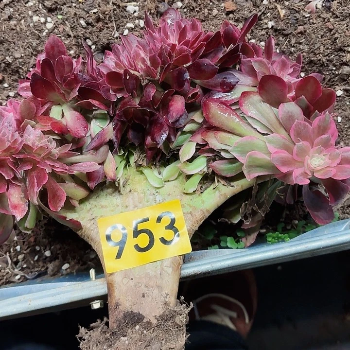 多肉植物福利953