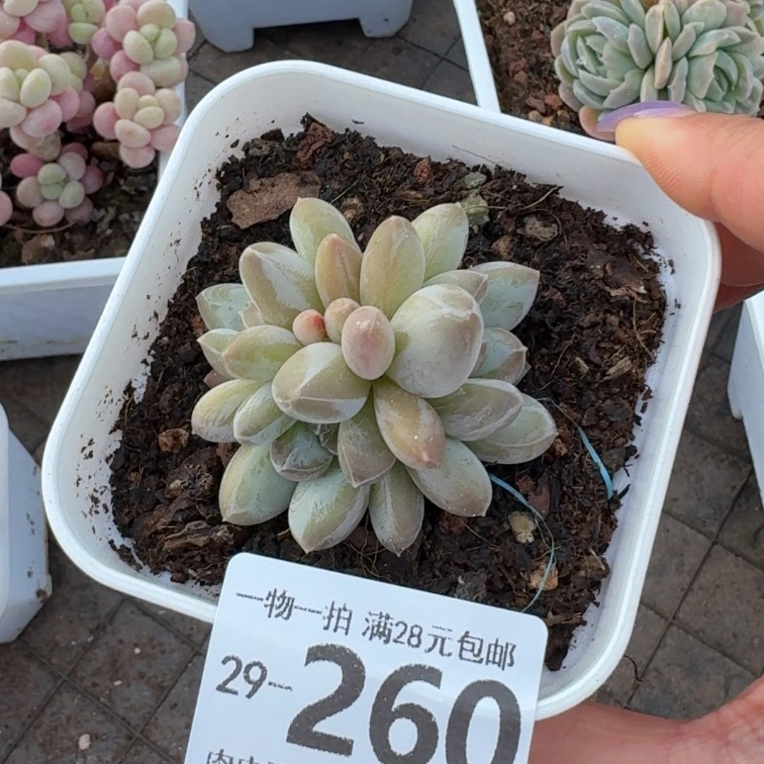 绿心美人无盆土发货无