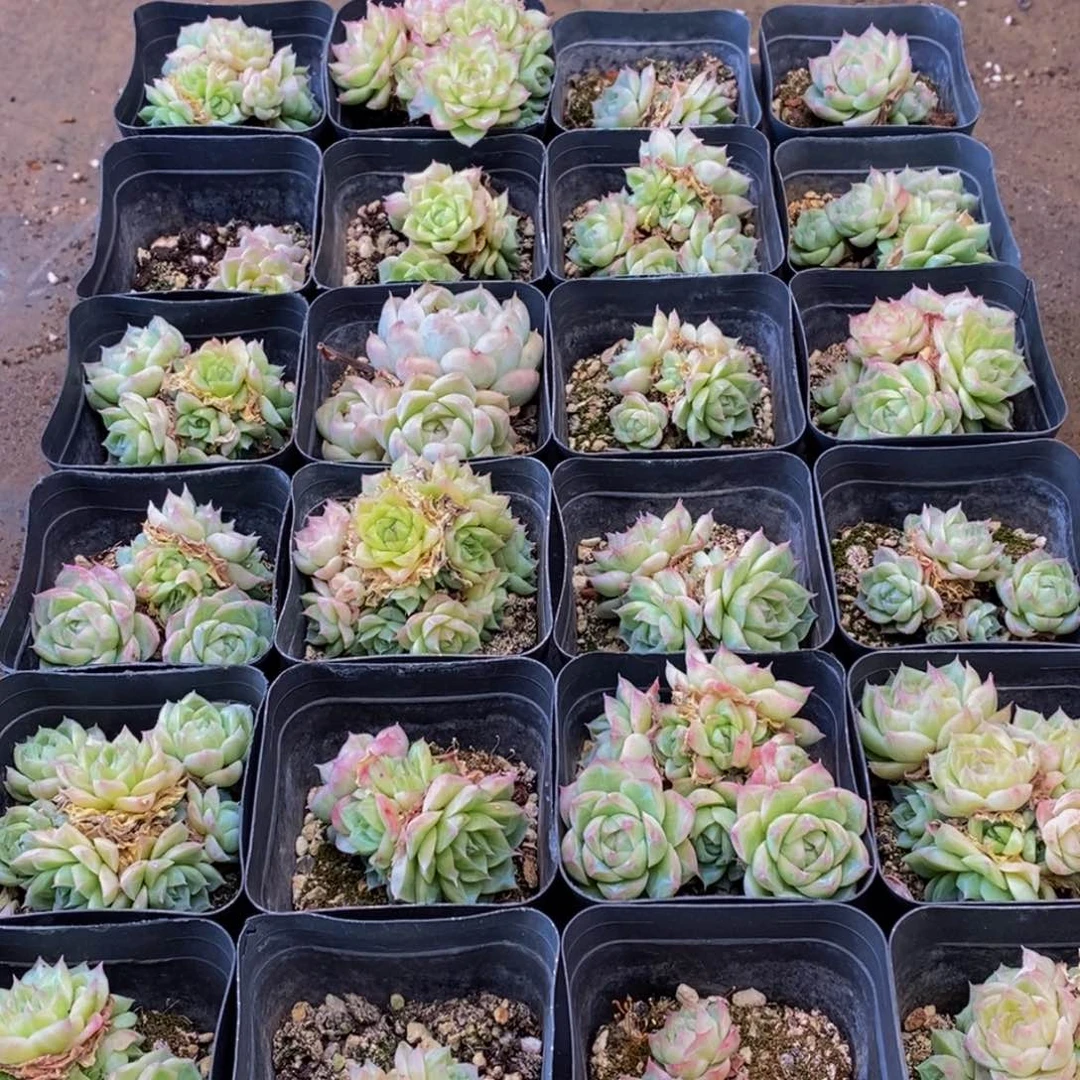 316多肉植物保护研究所