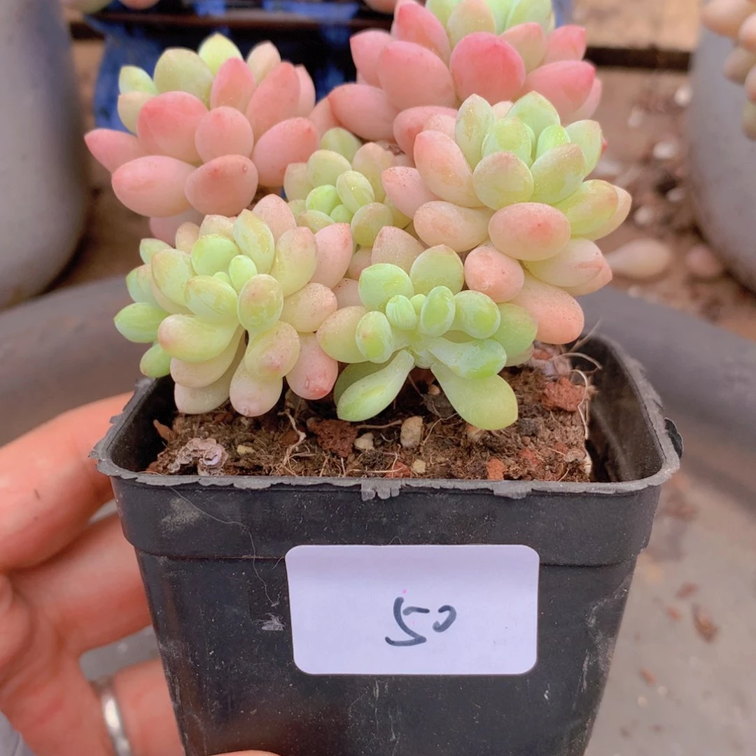 无花朵多肉植物 50