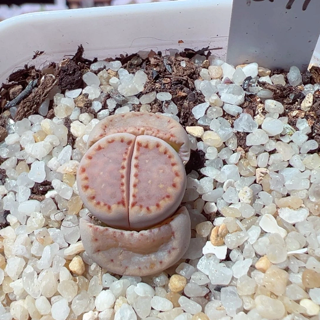 Q*219-485多肉171粉饼干