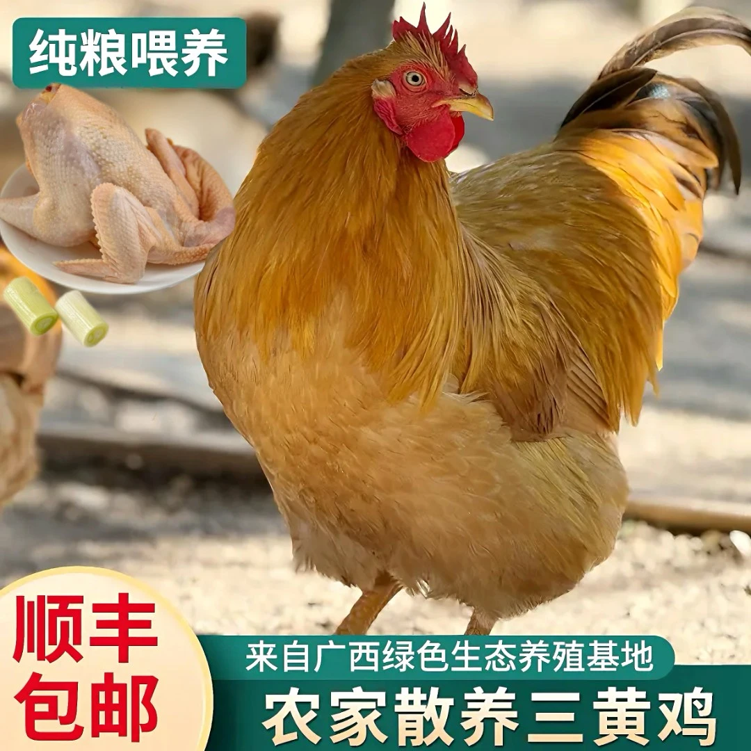 【生鲜鸡】广西散养土掩鸡6到7斤，五谷杂粮喂养300天.顺丰冷链包邮