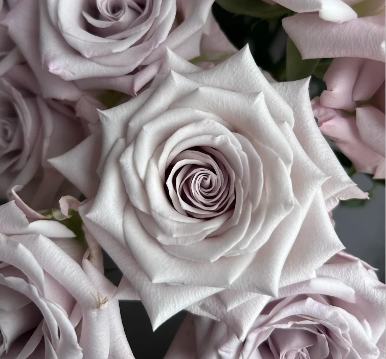 【云台花卉】曼塔+卡布 两单升级京东冷链/德邦空运