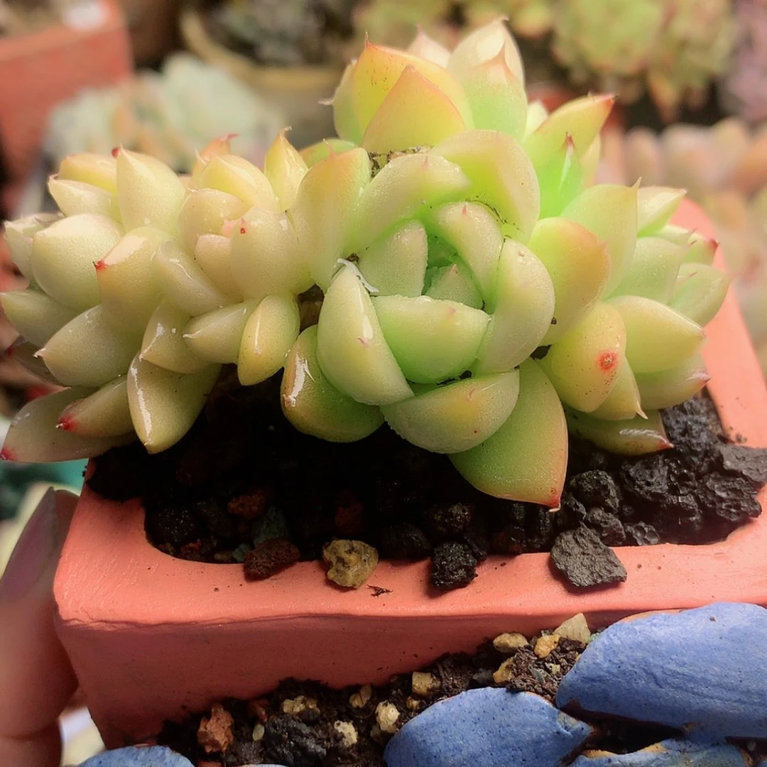 【闪购商品】大*大海麦秆