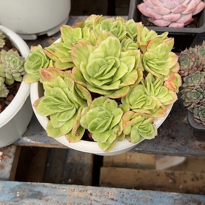 冰玫瑰惊鸿一物一拍包装收缩花旱