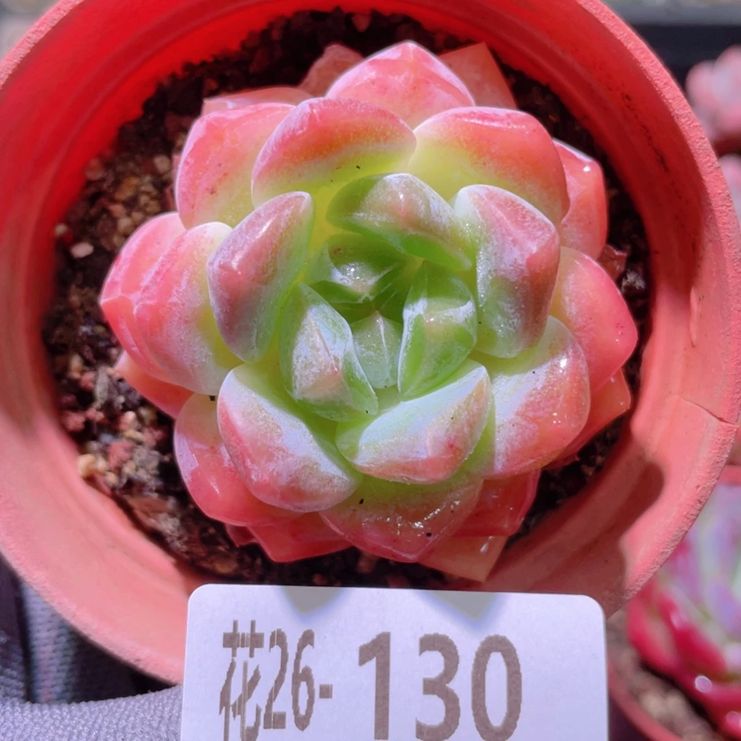 花利美26-130冰糖