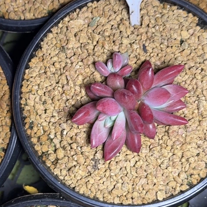 多肉植物赫菲斯托611