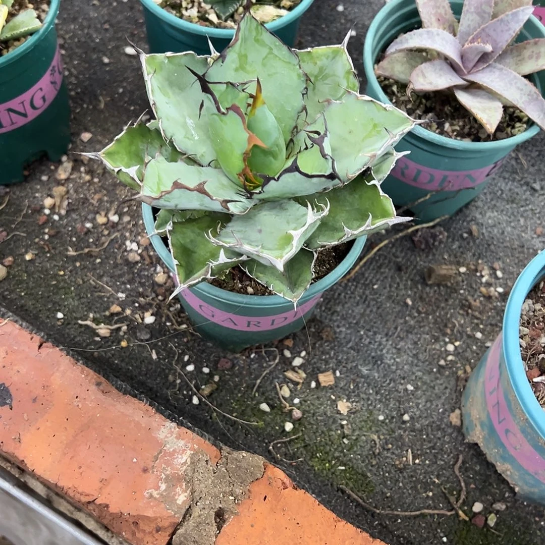 祝*洲蓝鲸仁王冠龙舌兰植物