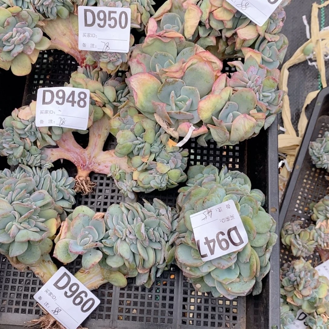 一筐白凤缀哇哇哇哇哇哇