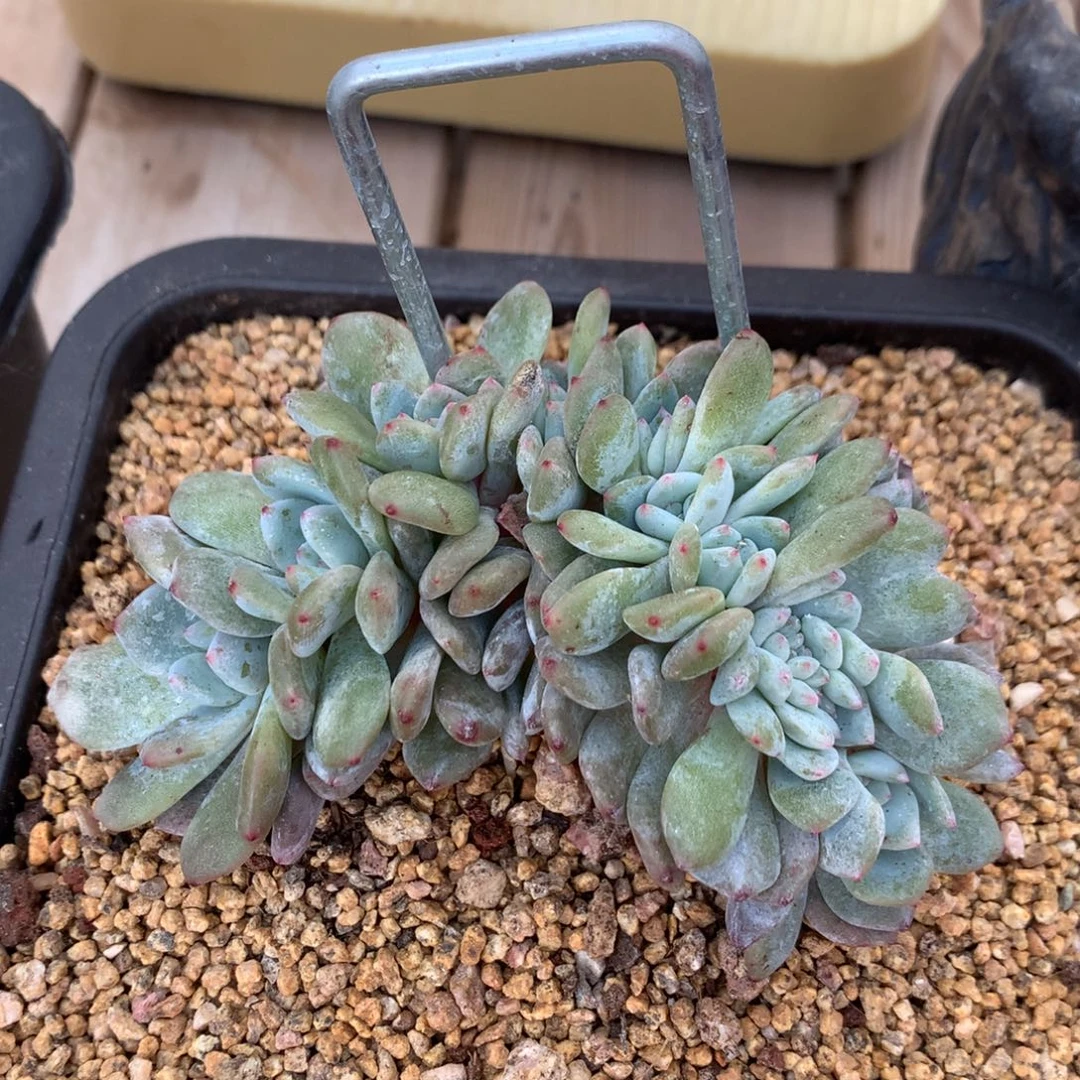 多肉植物叶插星影朵朵