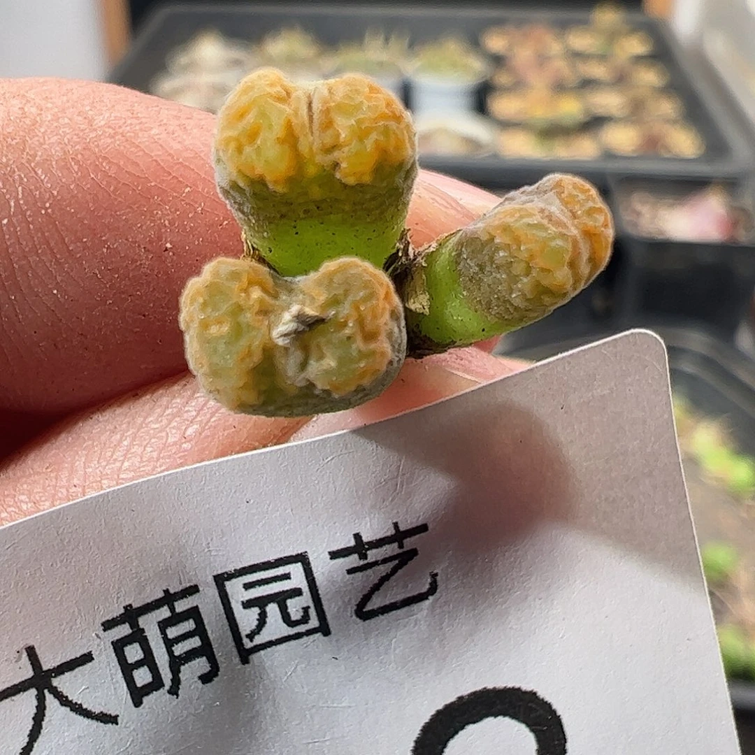 一物一拍MG1456.7冰渣火柴勋章322