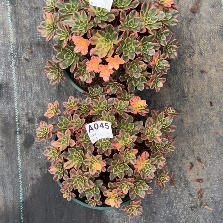 春*047号045号2棵多肉植物