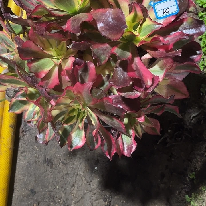 李***子20魅影法师砍过法师多肉