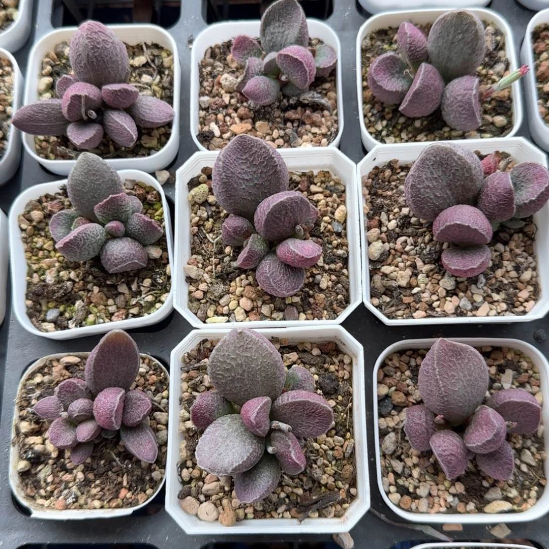 哈莫猪肝量拍链接