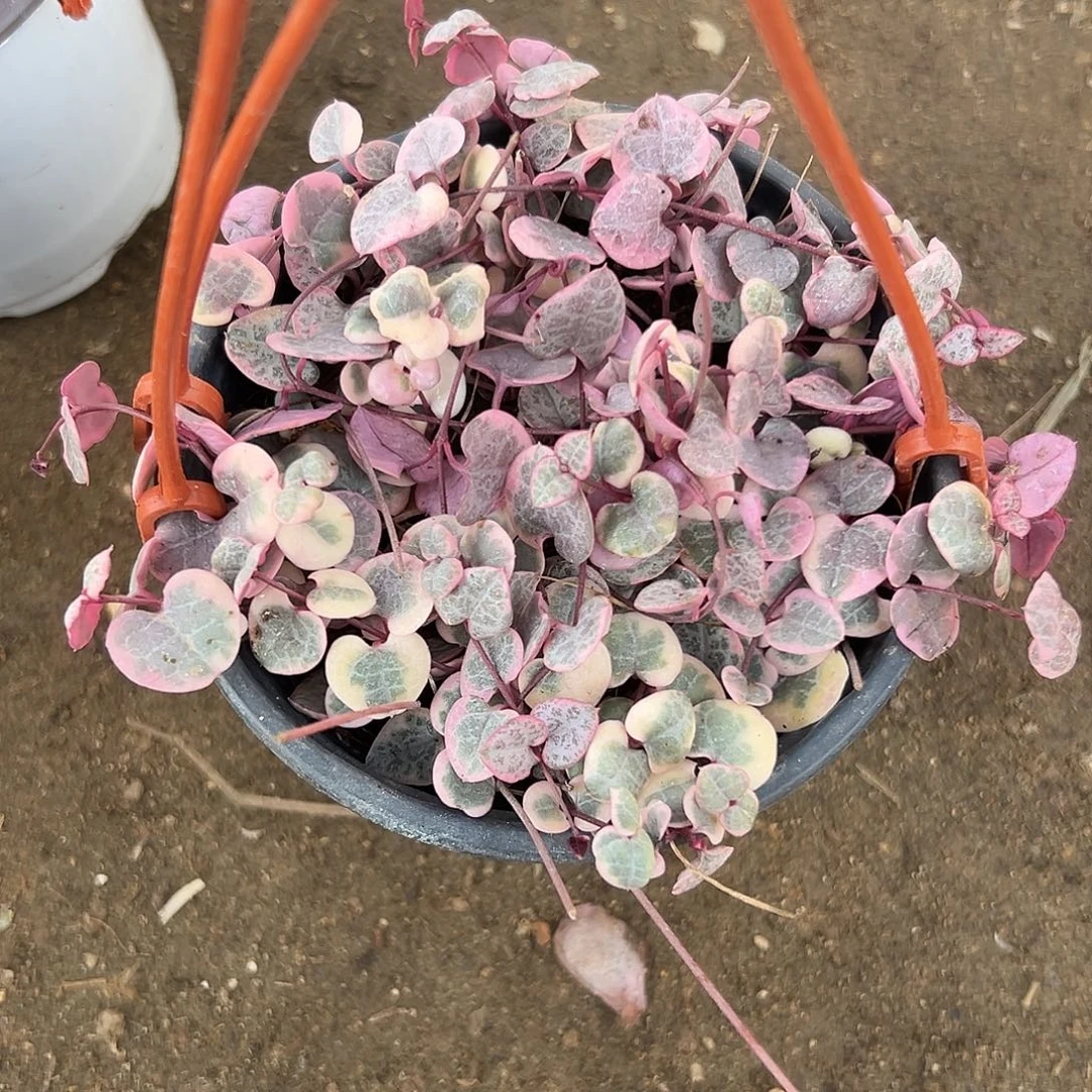 多肉植物爱之蔓锦