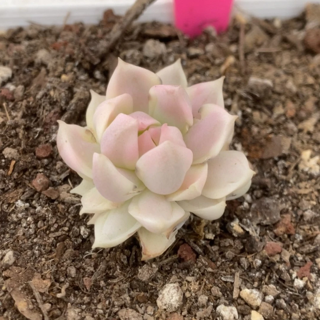 549牡丹冰锦锦锦锦锦