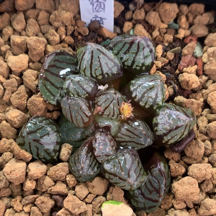 全窗魔界一物一拍