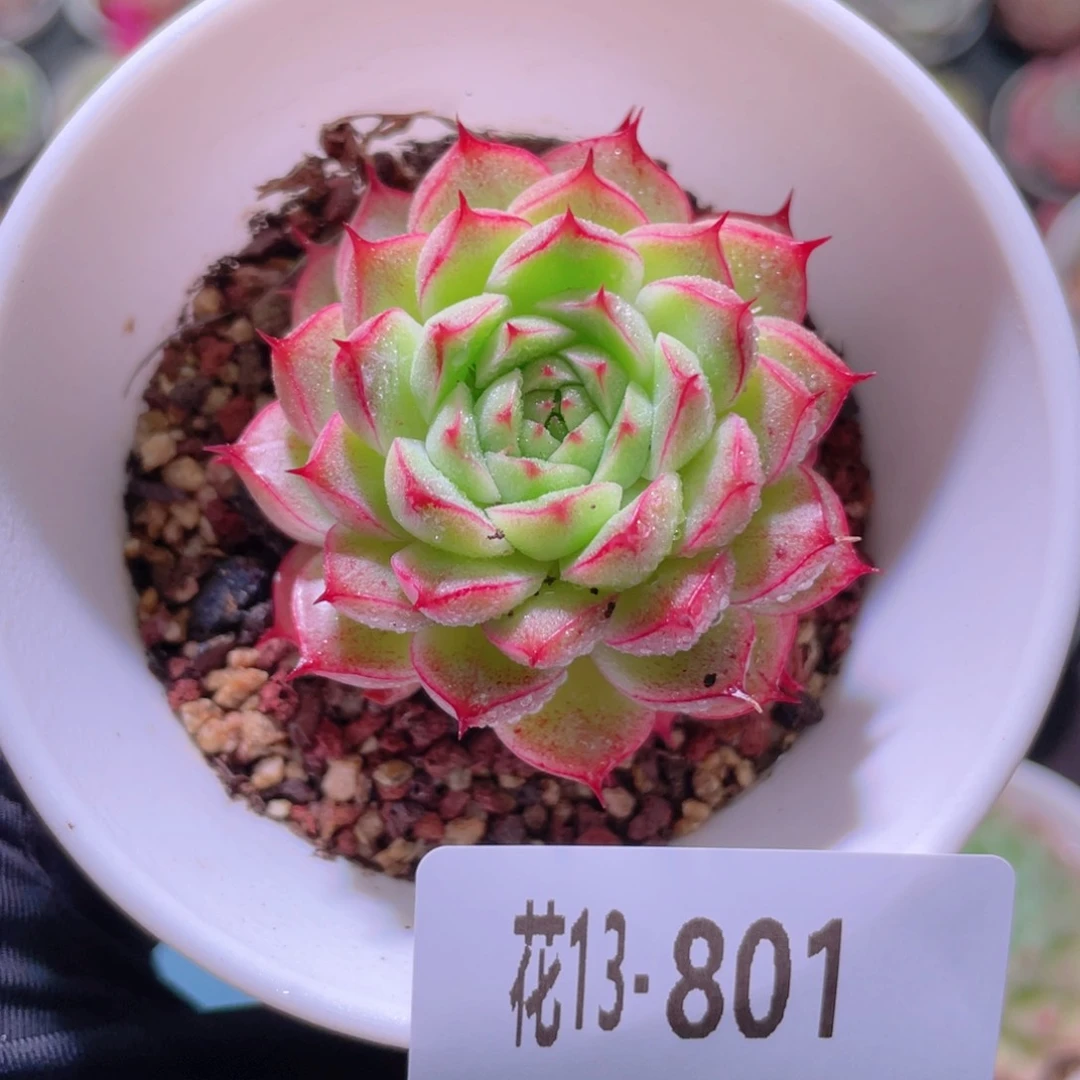 花利美13-801海王