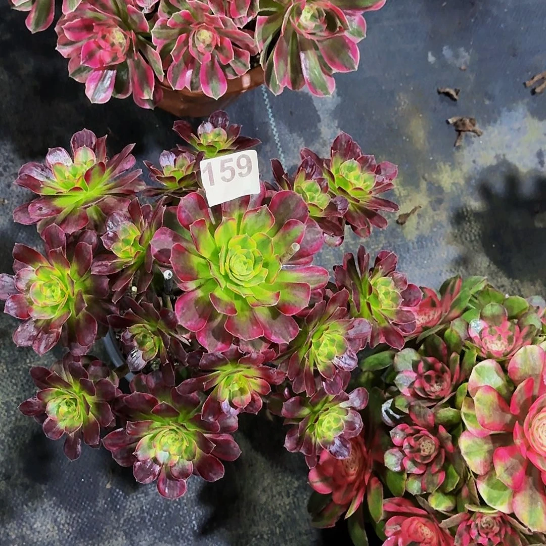 159安娜冠服30公分